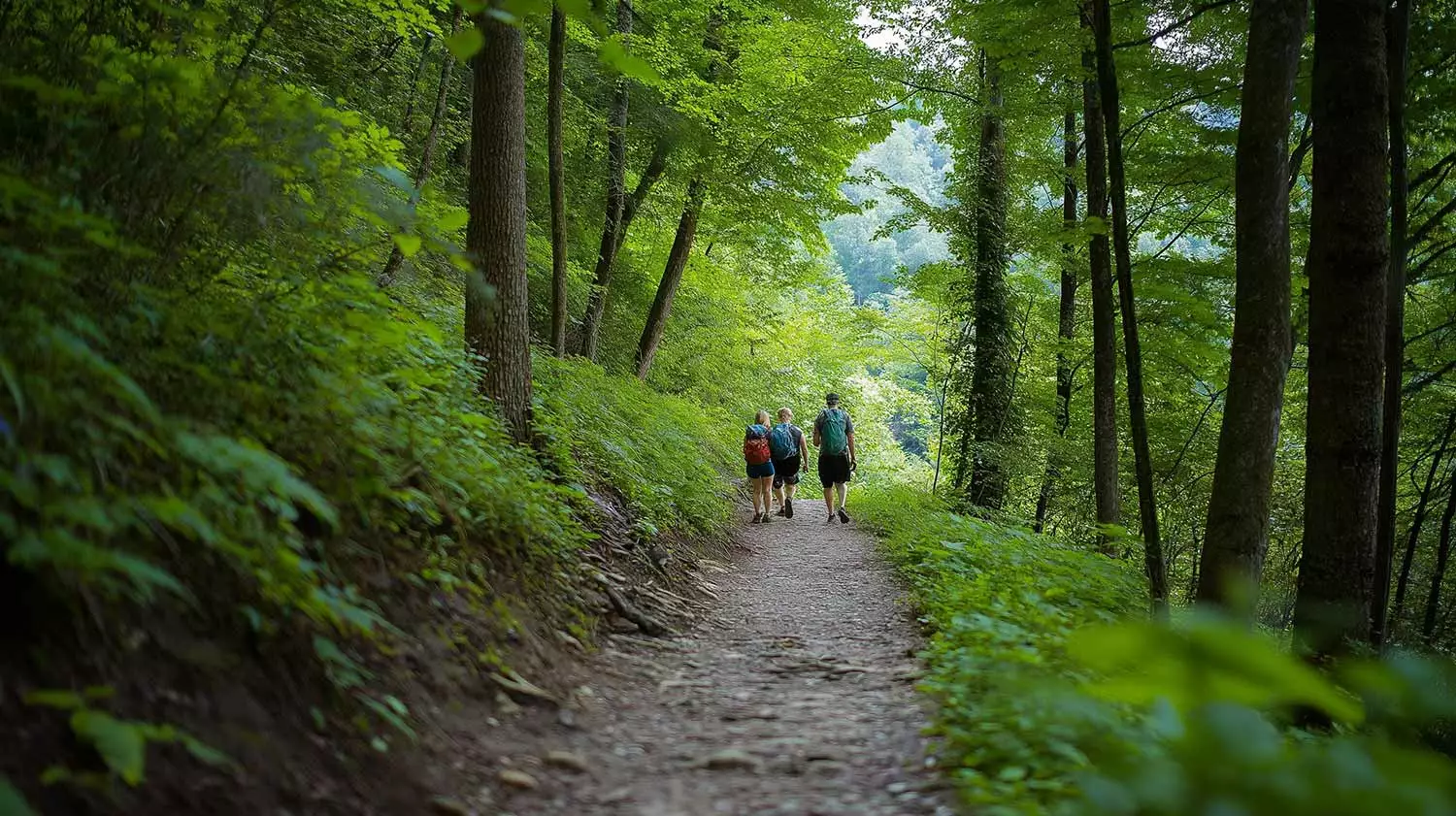 Hiking trails in the Smoky Mountains of East Tennessee.