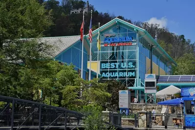 ripley's aquarium is one of the family-friendly best activities in gatlinburg